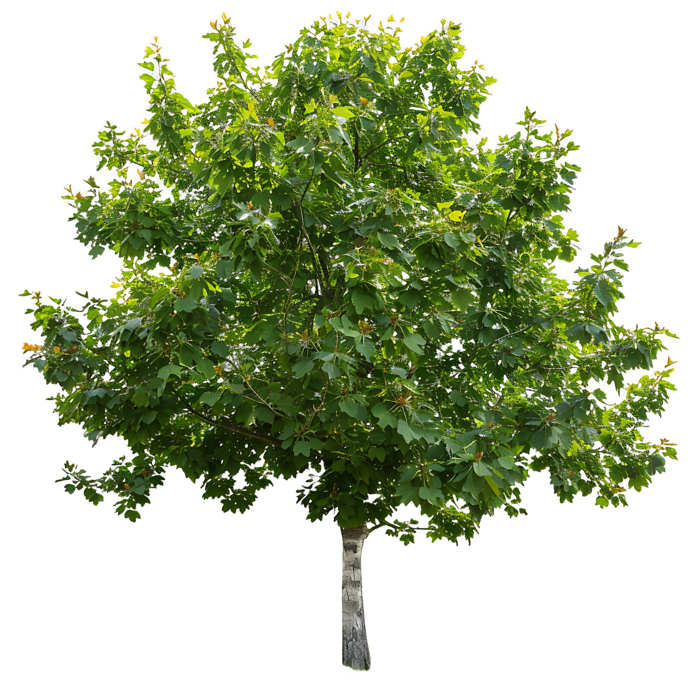 platanus acerifoglia ritagliare su trasparente png