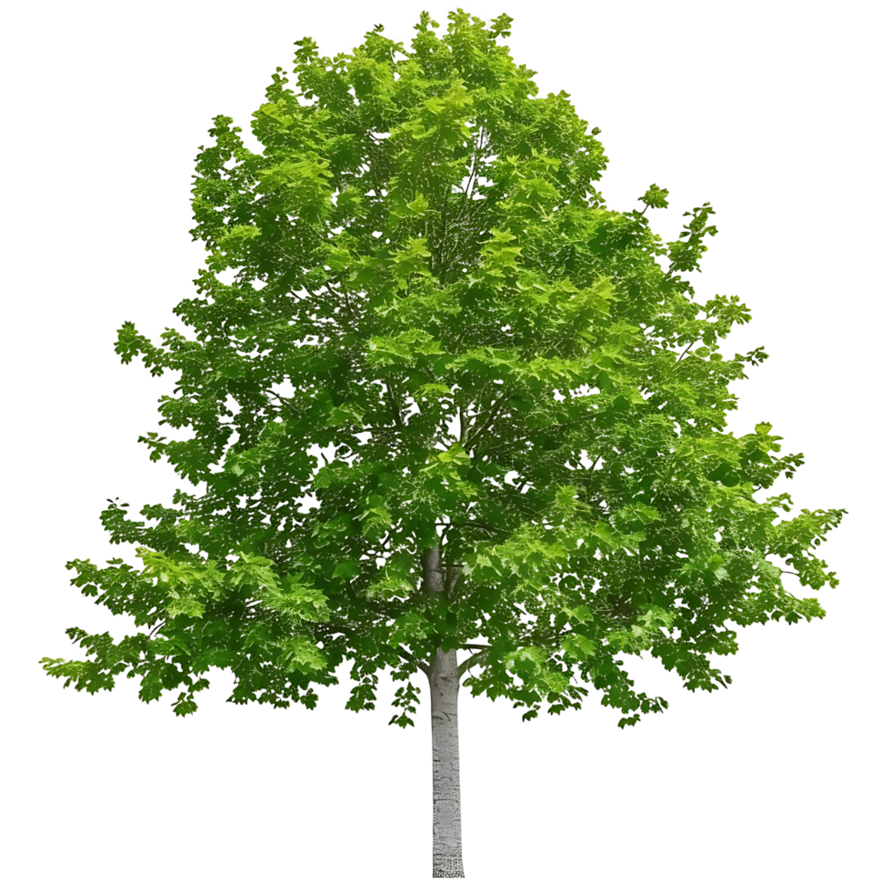Platanus Acerifolia Tree with Clear Background png
