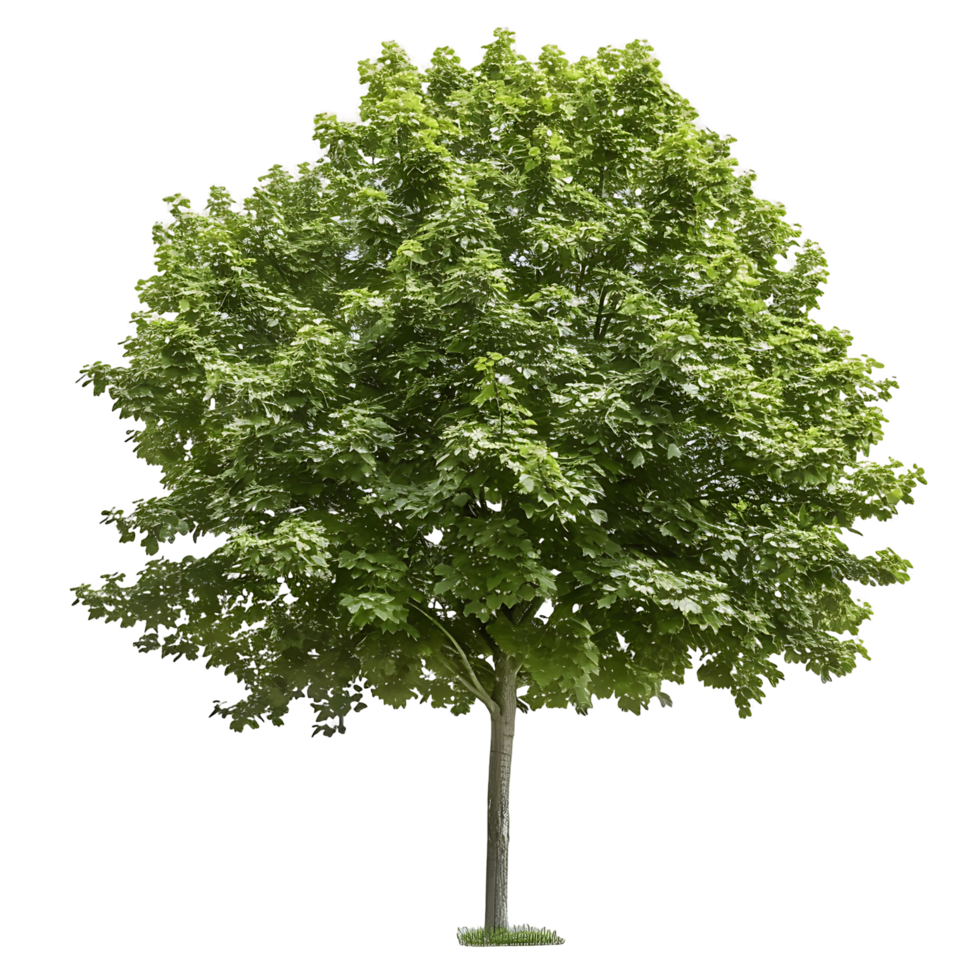 Platanus Acerifolia Tree on Clear Background png