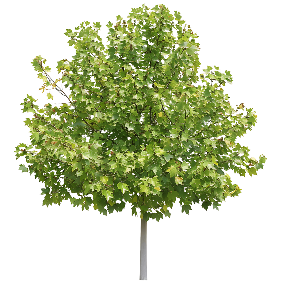 Platanus Acerifolia Tree with Transparent Cutout png