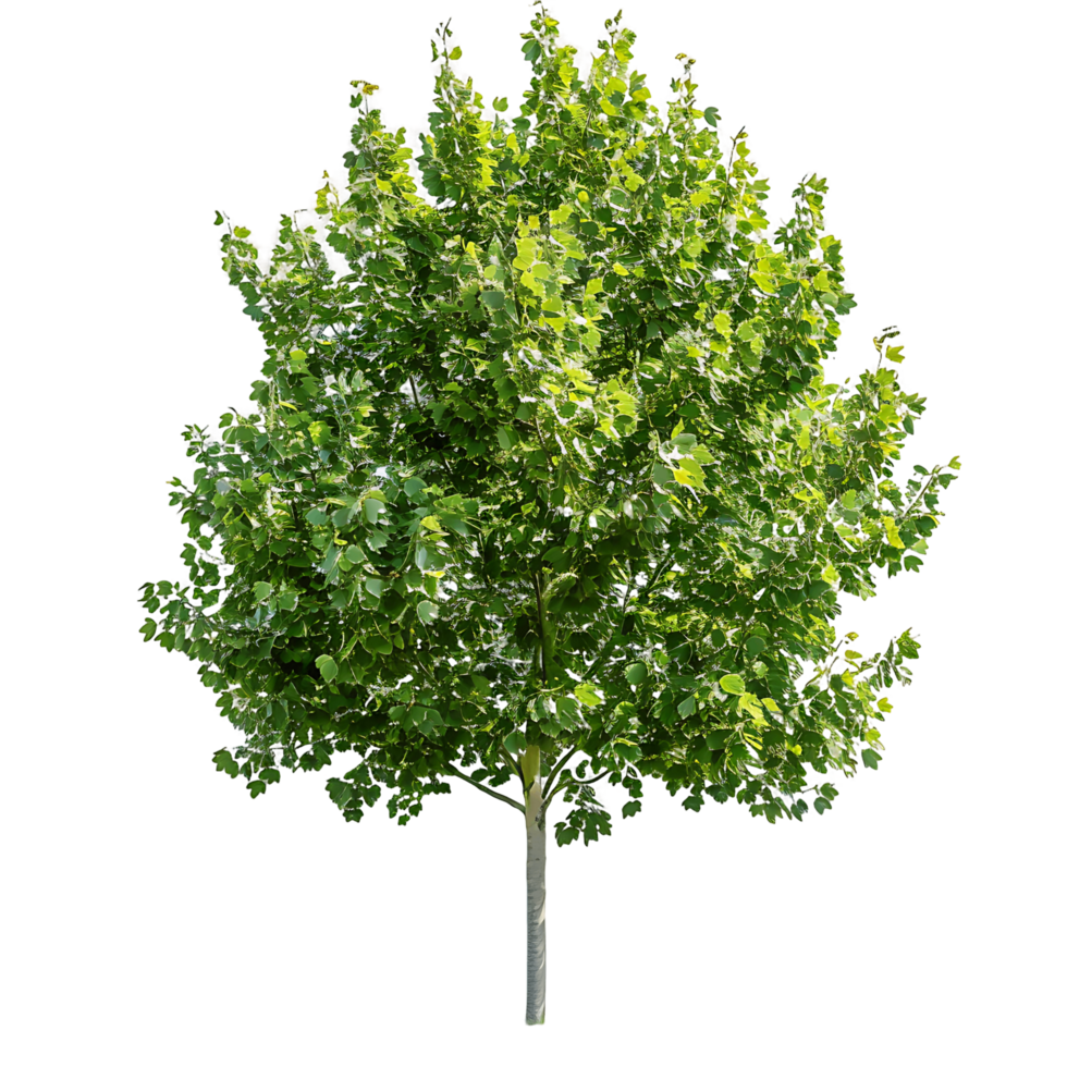 Platanus Acerifolia Tree Isolated on Clear Cutout png