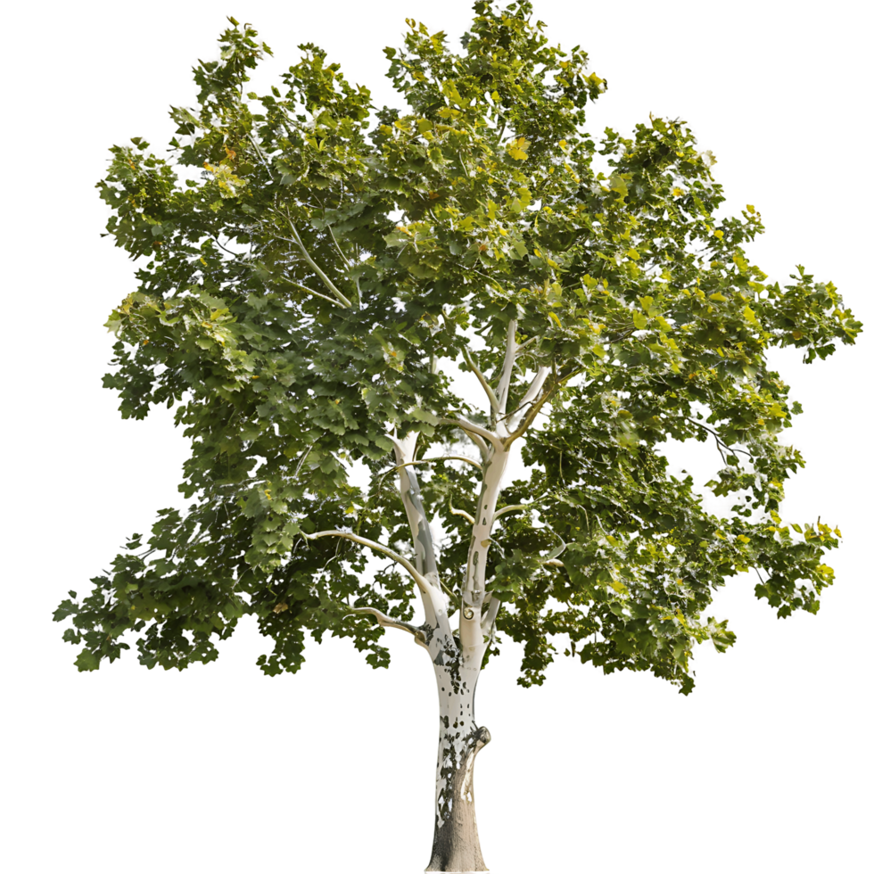Platanus Acerifolia Tree on Transparent Background png