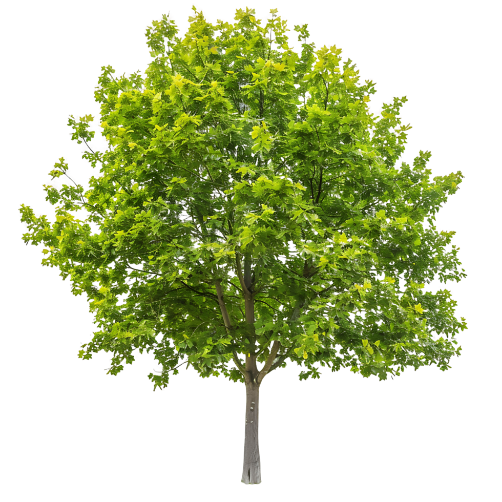 Platanus Acerifolia Tree Isolated on Clear Background png