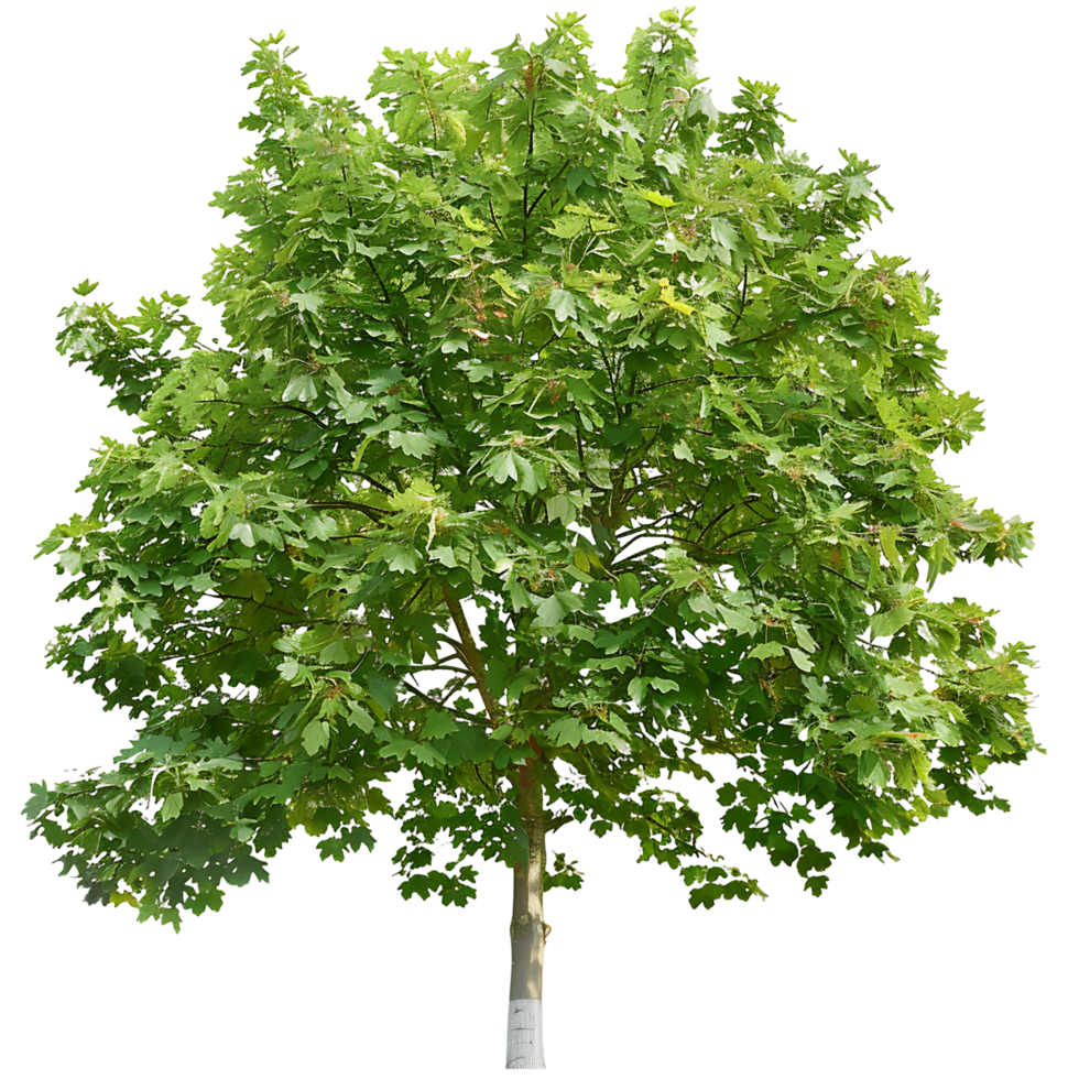 Platanus Acerifolia Tree Isolated on Clear Background png