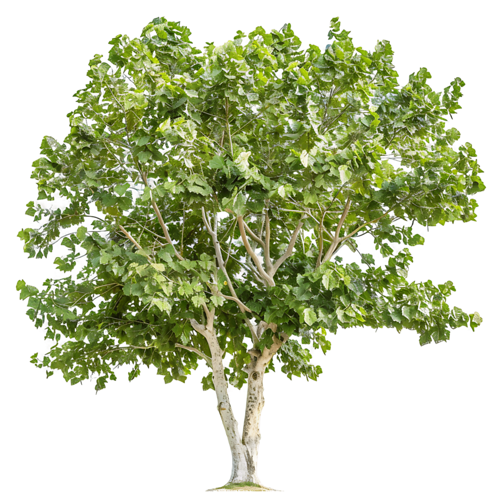 Platanus Acerifolia Tree Isolated on Transparent Cutout png