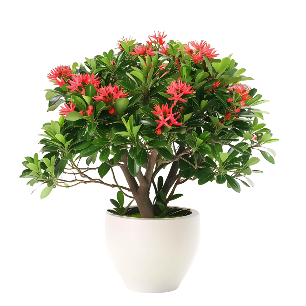 Ixora Taiwanensis Treeline Isolated on Clear Background png