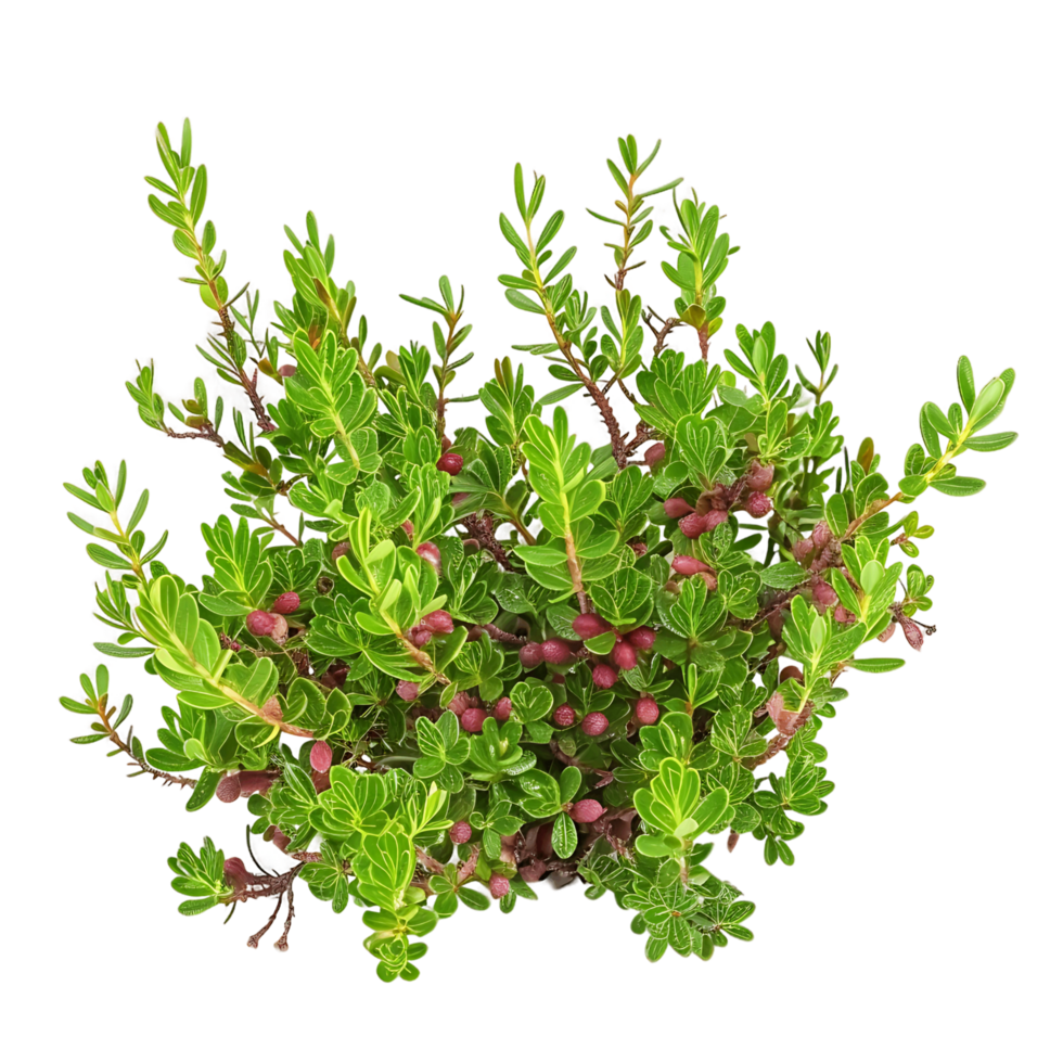 Empetrum Nigrum on Clear Background Cutout png