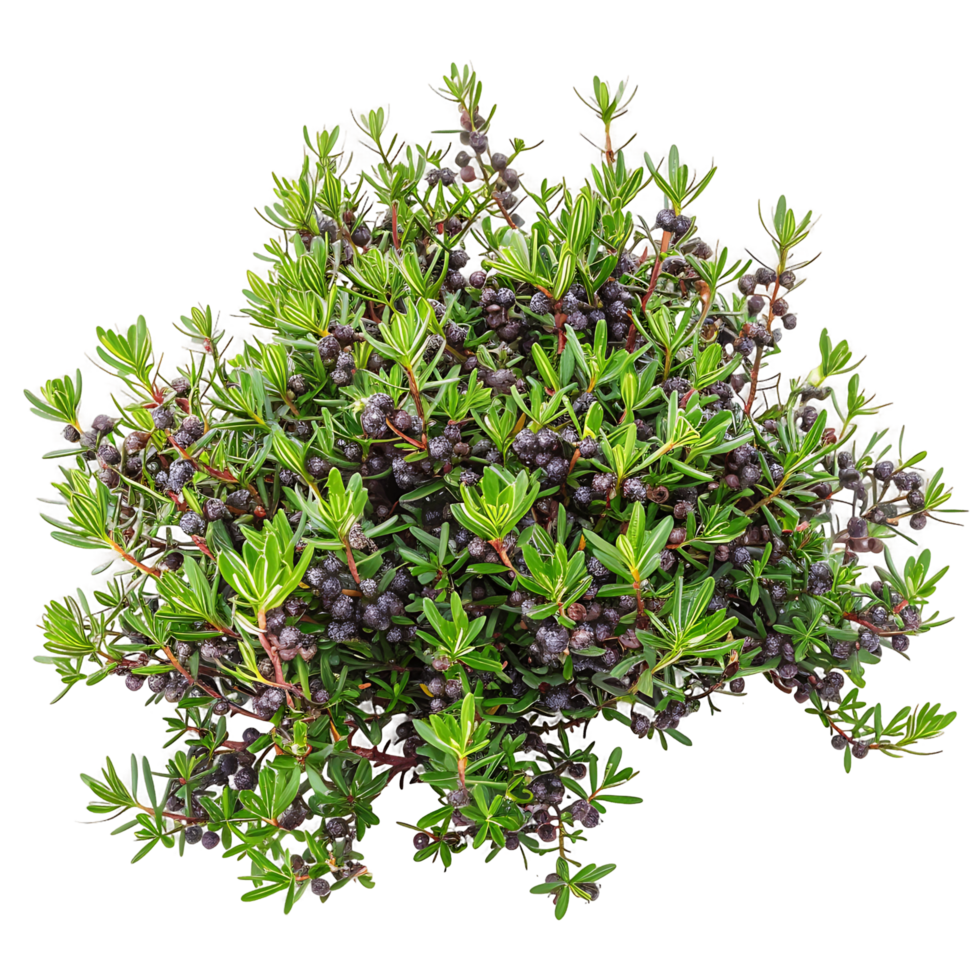 Empetrum Nigrum Bush with Transparent Background png
