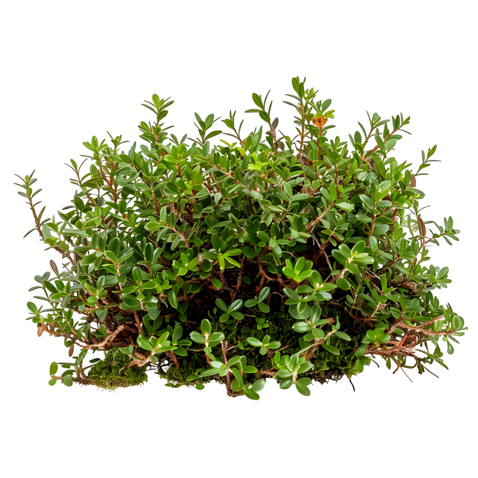 Empetrum Nigrum Bush on Clear Background png