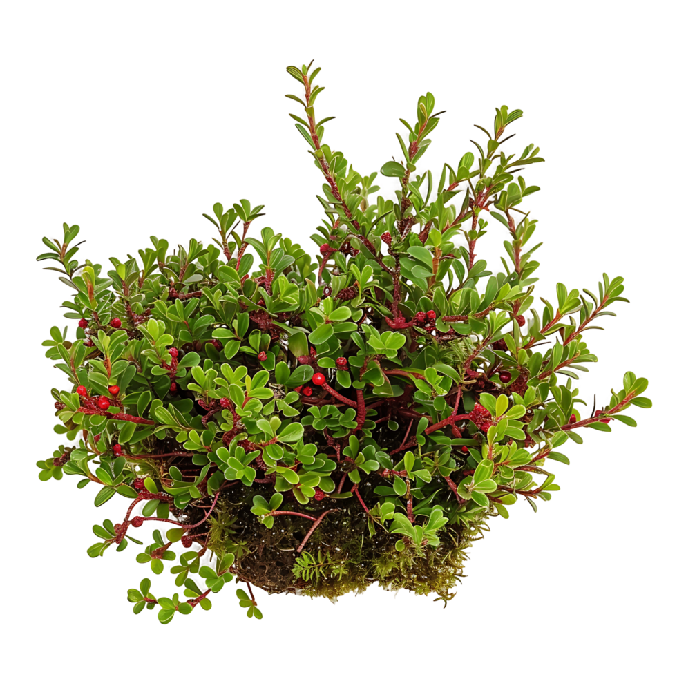 Empetrum Nigrum Bush Isolated on Transparent Background png