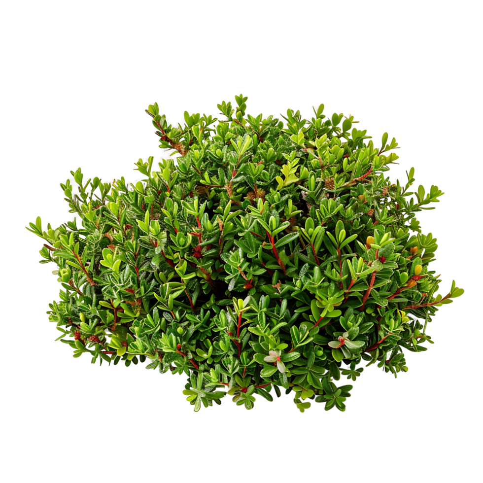 Empetrum Nigrum Bush with Clear Background png