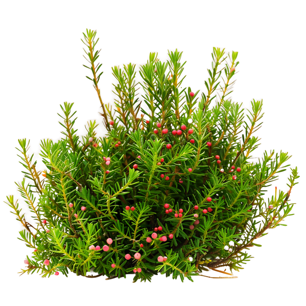 Empetrum Nigrum Bush Isolated on Transparent Background png