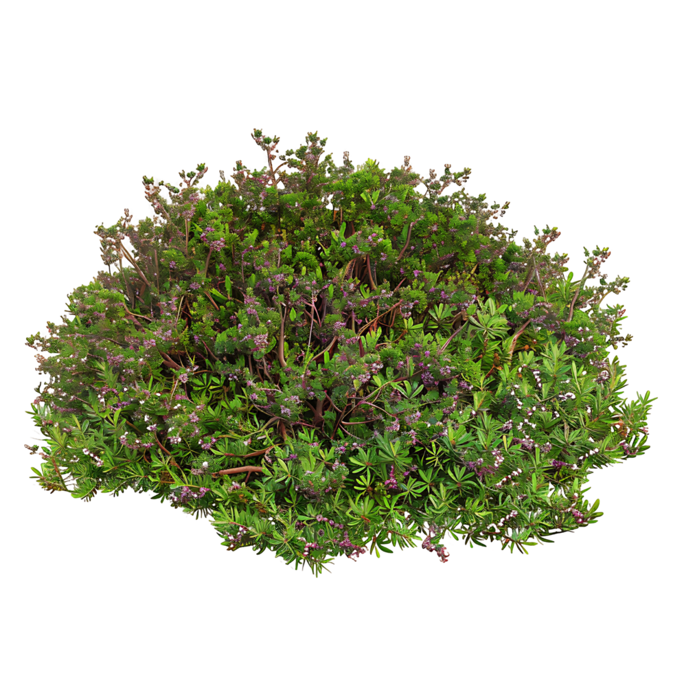 Empetrum Nigrum Isolated on Clear Background png