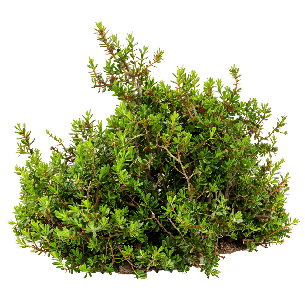 Empetrum Nigrum on Transparent Background png