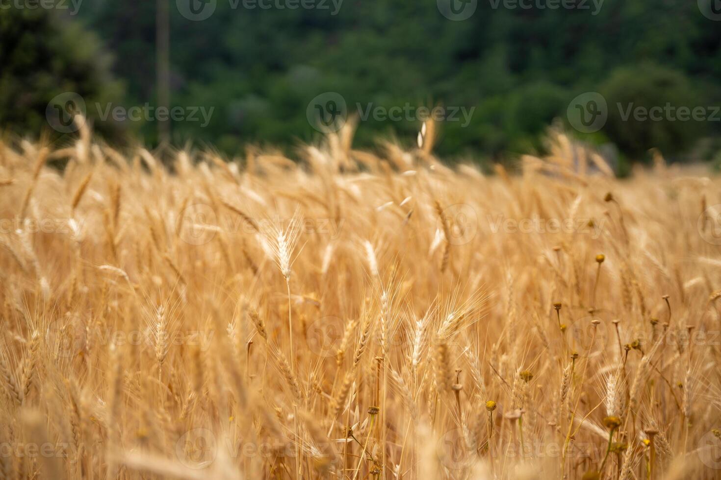 Golden wheat field with Mountain in the background in Antalya Province, Turkey. High quality photo