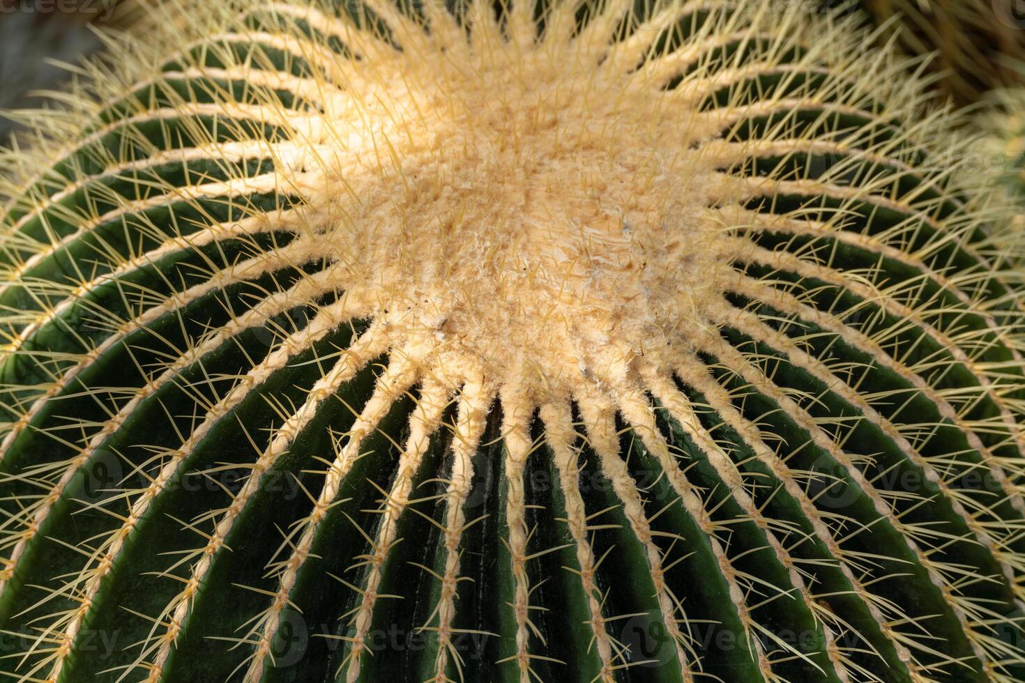thorn cactus texture background, close up. Golden barrel cactus, golden ball or mother-in-law's cushion Echinocactus grusonii is a species of barrel cactus which is endemic to east-central Mexico photo