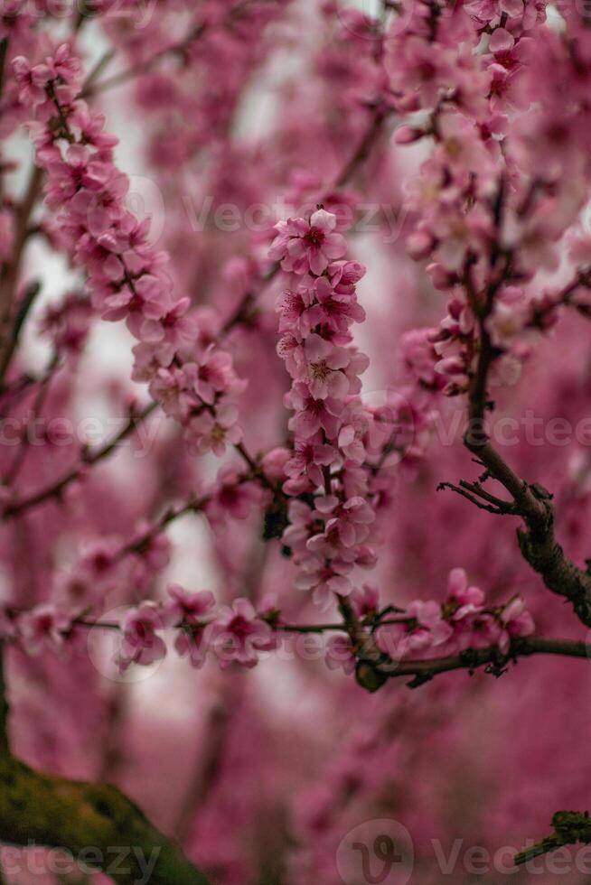 A peach blooms in the spring garden. Beautiful bright pale pink background. A flowering tree branch in selective focus. A dreamy romantic image of spring. Atmospheric natural background photo