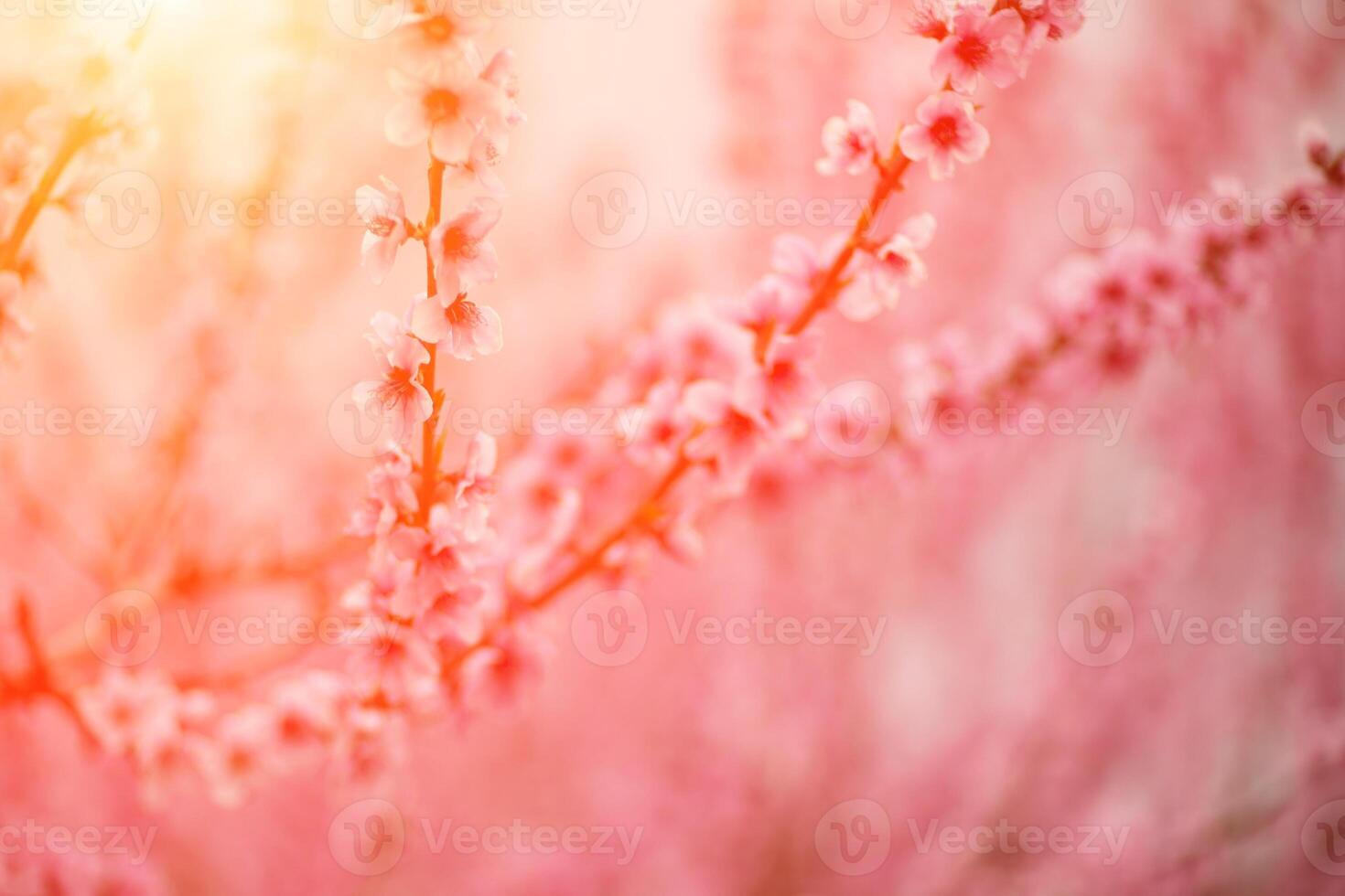 A peach blooms in the spring garden. Beautiful bright pale pink background. A flowering tree branch in selective focus. A dreamy romantic image of spring. Atmospheric natural background photo