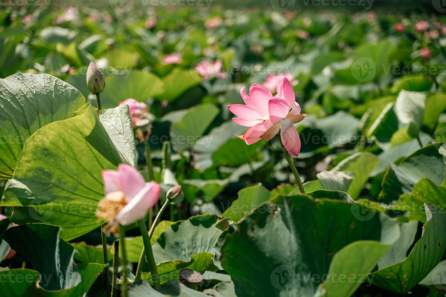 A pink lotus flower sways in the wind, Nelumbo nucifera. Against the background of their green leaves. Lotus field on the lake in natural environment. photo