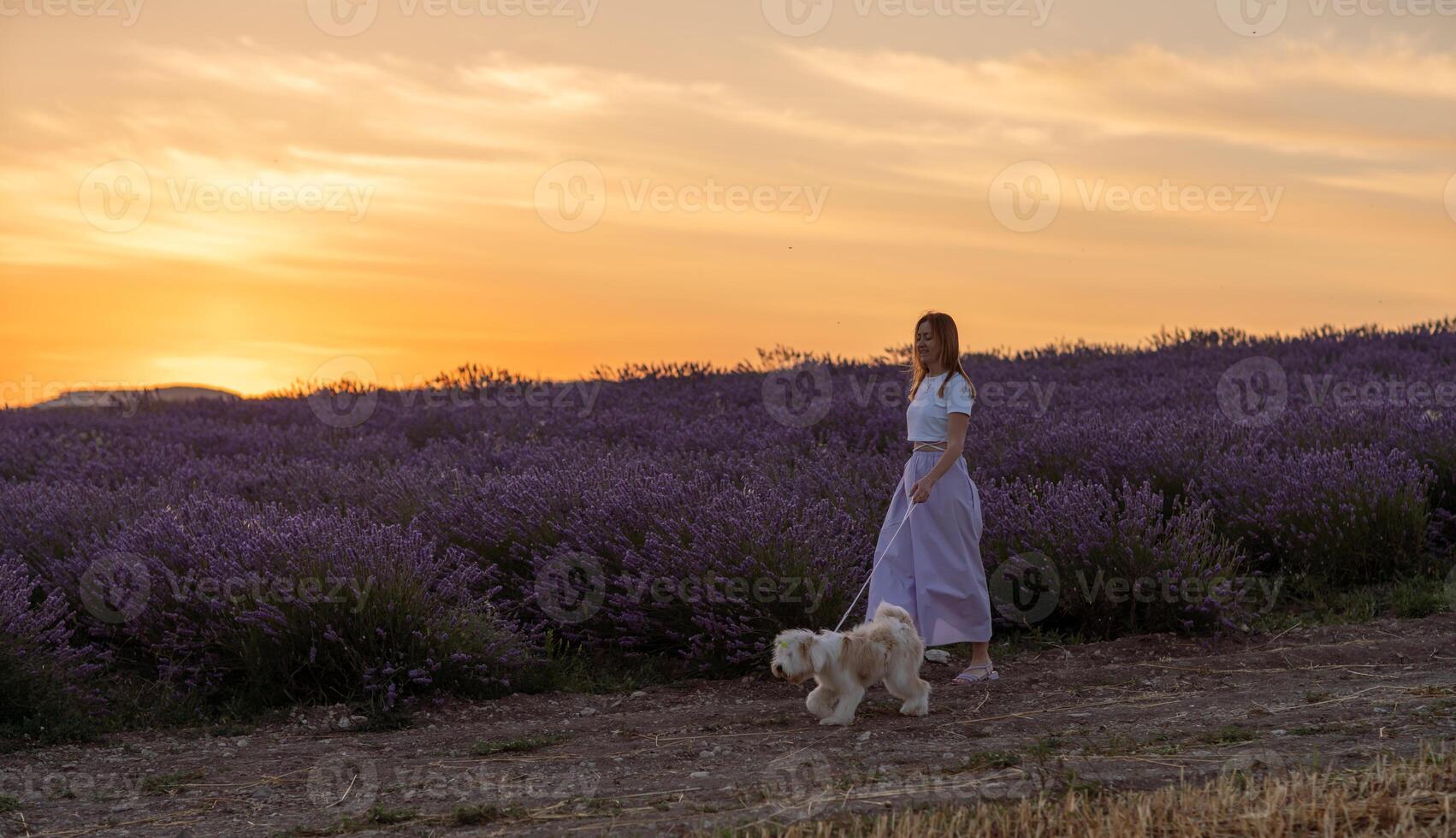 A woman and her dog are walking through a field of lavender photo