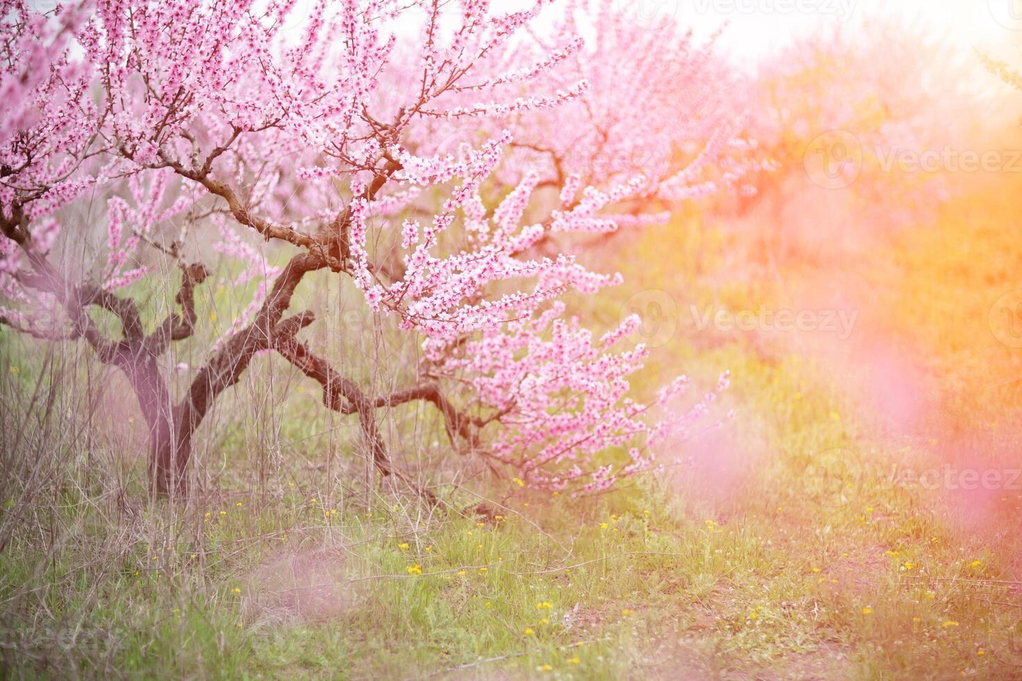 A peach blooms in the spring garden. Beautiful bright pale pink background. A flowering tree branch in selective focus. A dreamy romantic image of spring. Atmospheric natural background photo