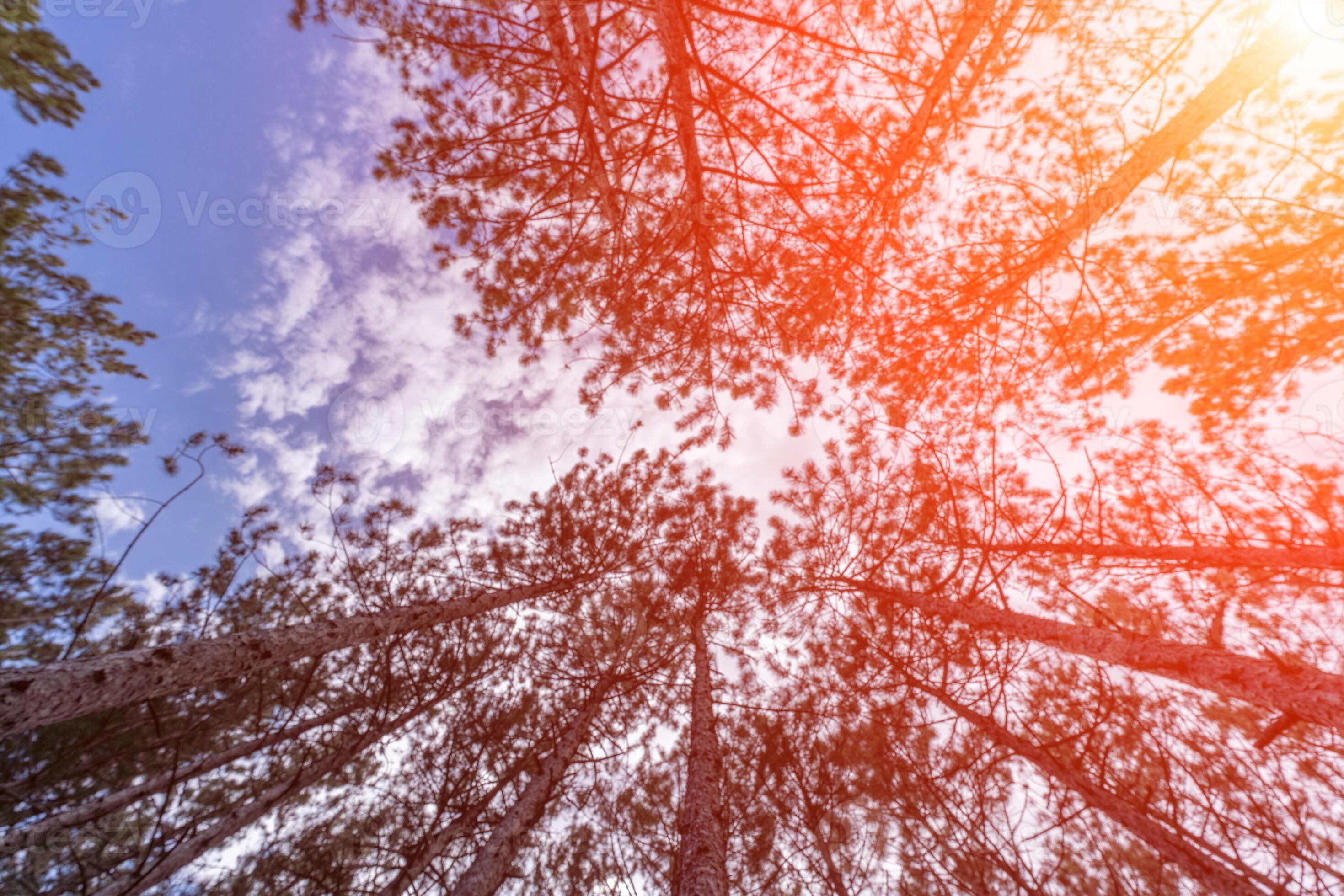 Forest with a view from the bottom of the tree canopy a photograph