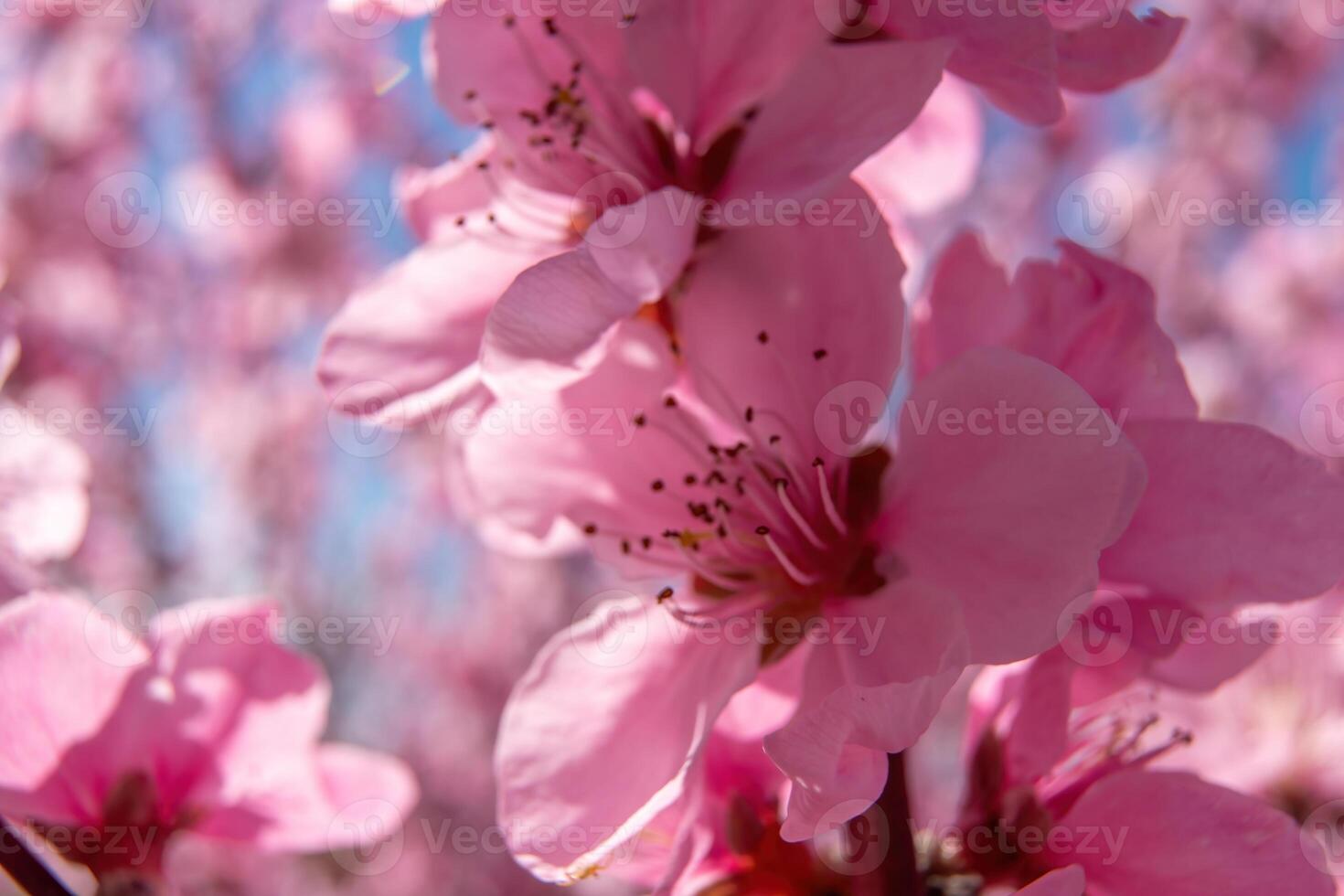 close up pink peach flower against a blue sky. The flower is the main focus of the image, and it is in full bloom. photo