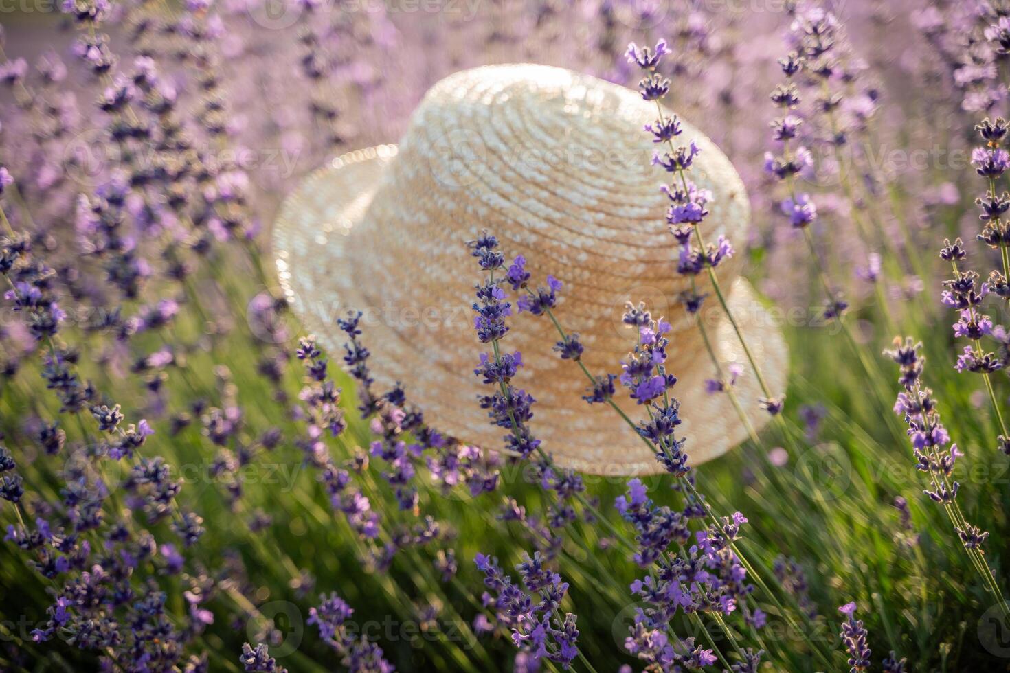 A straw hat is sitting in a field of purple flowers. The hat is the only object in the scene, and it is surrounded by a sea of lavender. photo