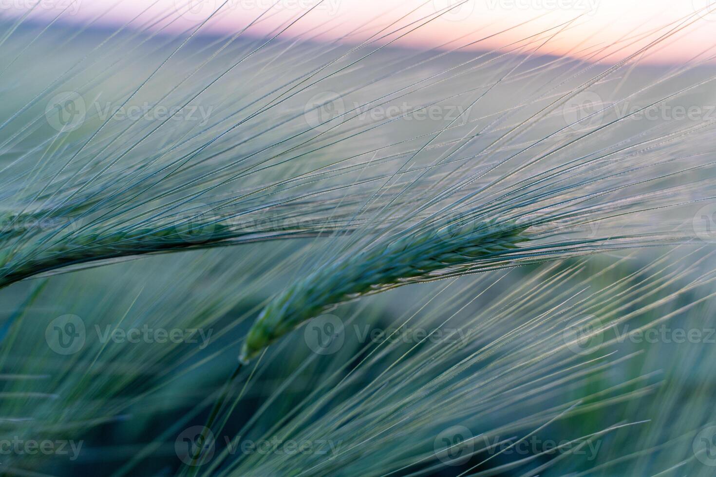 barley with spikes in field, back lit cereal crops plantation in sunset photo