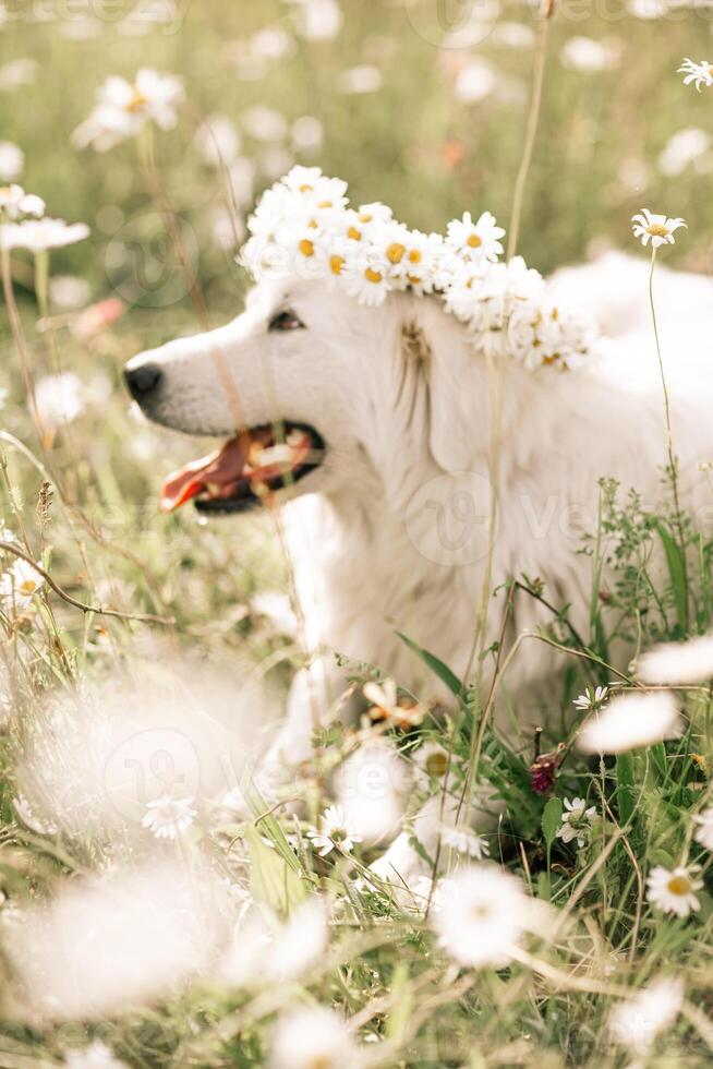 Daisies white dog Maremma Sheepdog in a wreath of daisies sits on a green lawn with wild flowers daisies, walks a pet. Cute photo with a dog in a wreath of daisies.