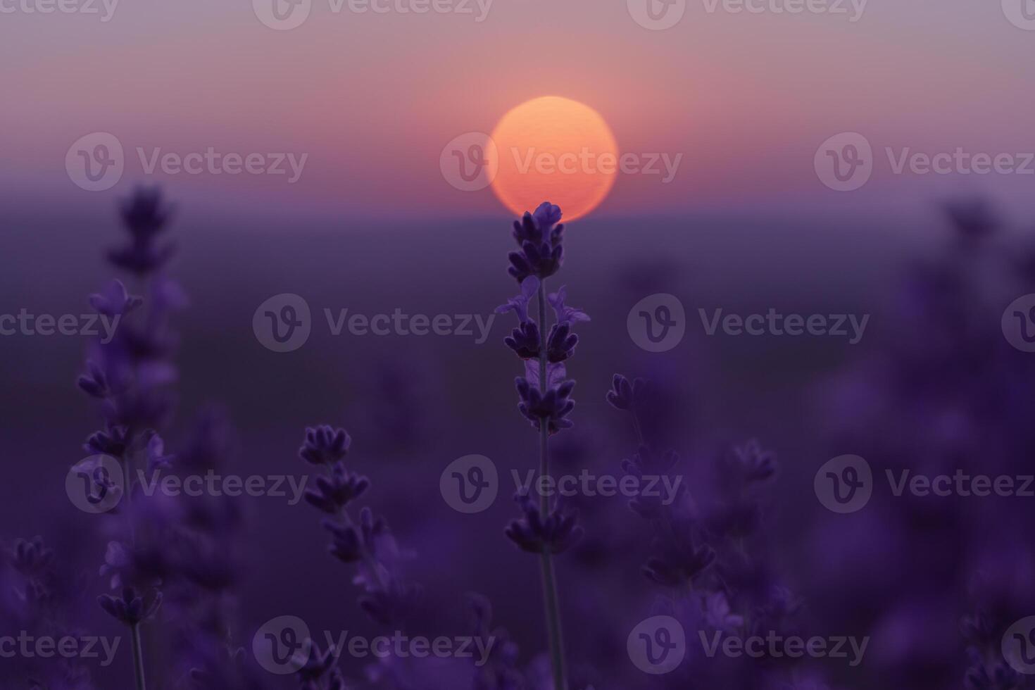 Lavender flower field. Violet lavender field sanset close up. Lavender flowers in pastel colors at blur background. Nature background with lavender in the field. photo