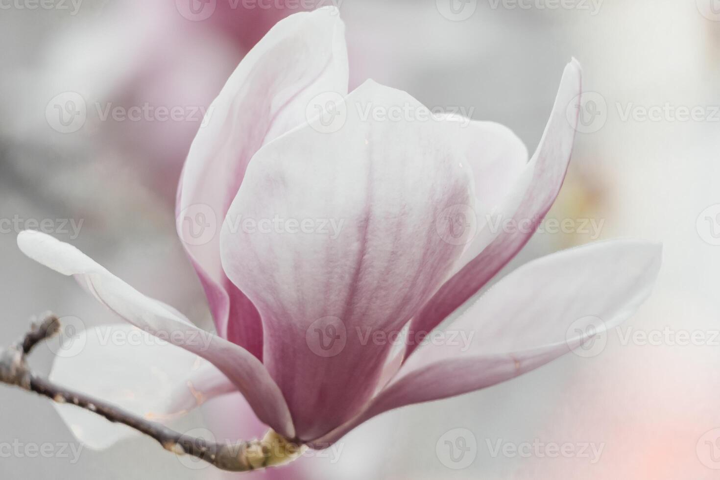 Magnolia Sulanjana flowers with petals in the spring season. beautiful pink magnolia flowers in spring, selective focusing. photo