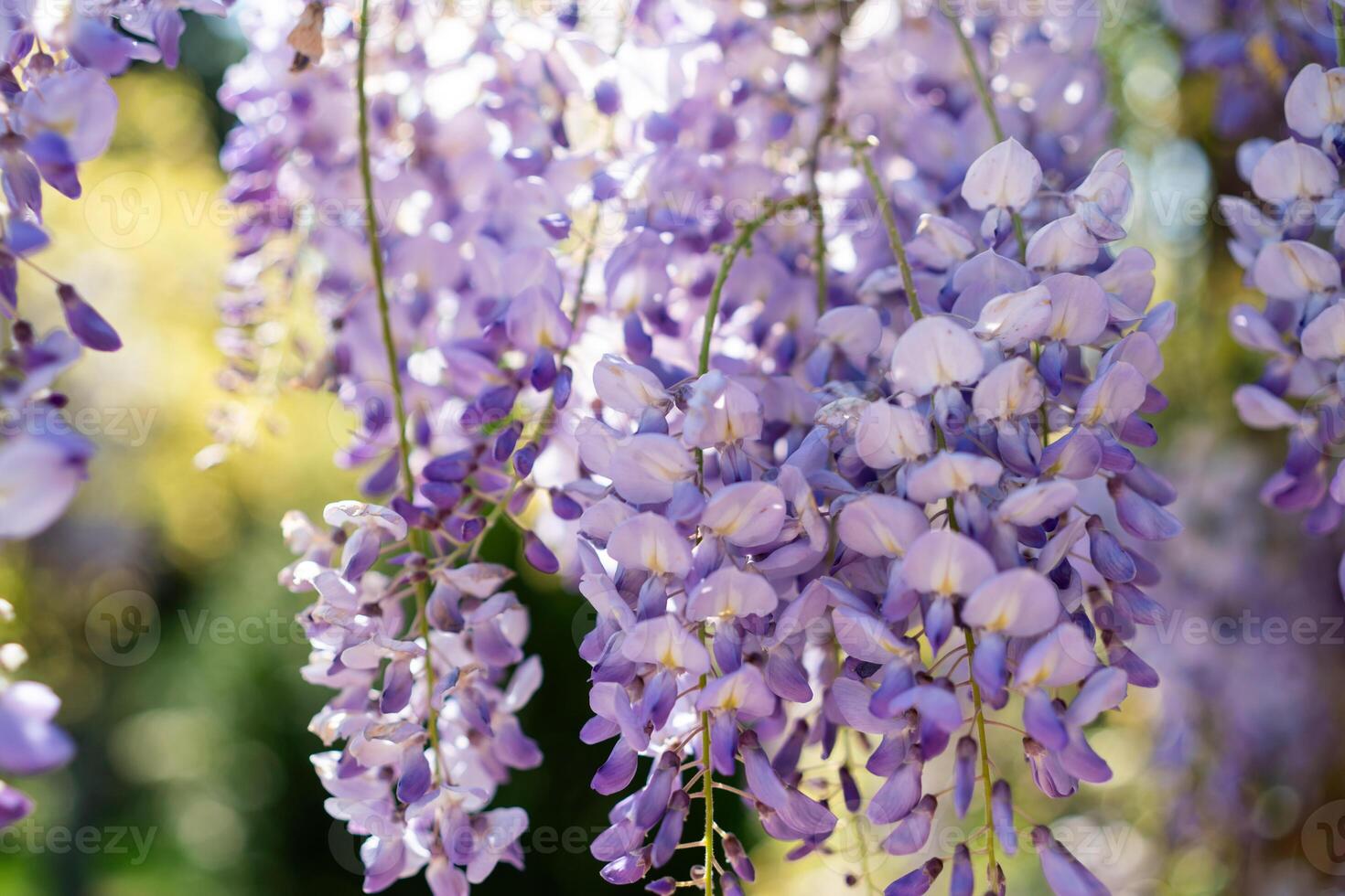 The purple flowers are blooming and are hanging from the tree photo