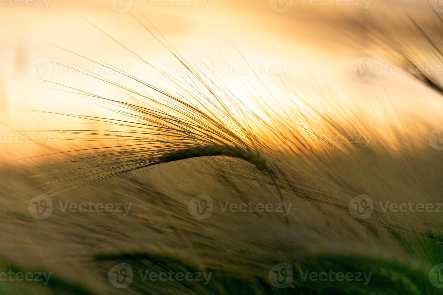 barley with spikes in field, back lit cereal crops plantation in sunset photo