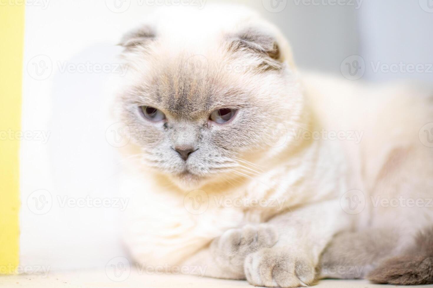 A cat is laying down on a white surface. The cat is looking away from the camera. The cat appears to be relaxed and comfortable. photo