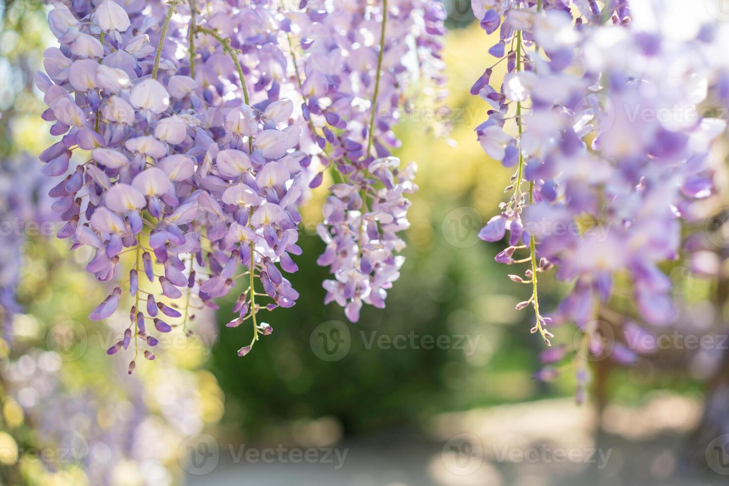 The purple flowers are hanging from the tree photo