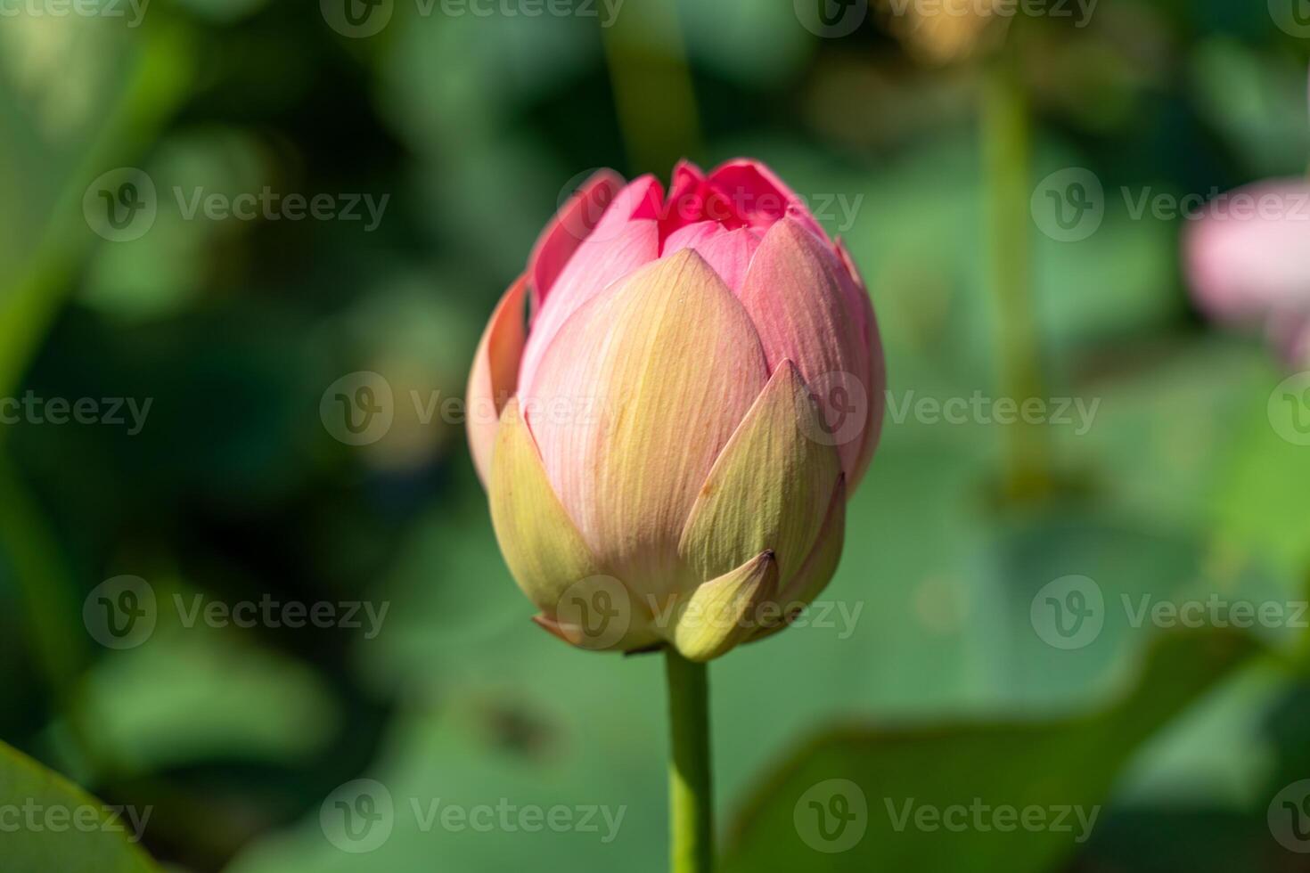 A pink lotus flower sways in the wind. Against the background of their green leaves. Lotus field on the lake in natural environment. photo