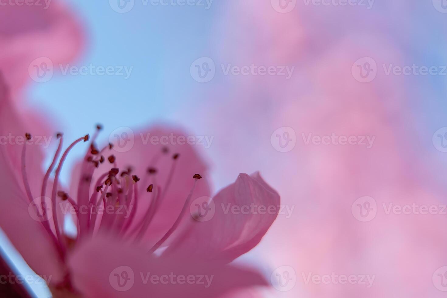 close up pink peach flower against a blue sky. The flower is the main focus of the image, and it is in full bloom. photo