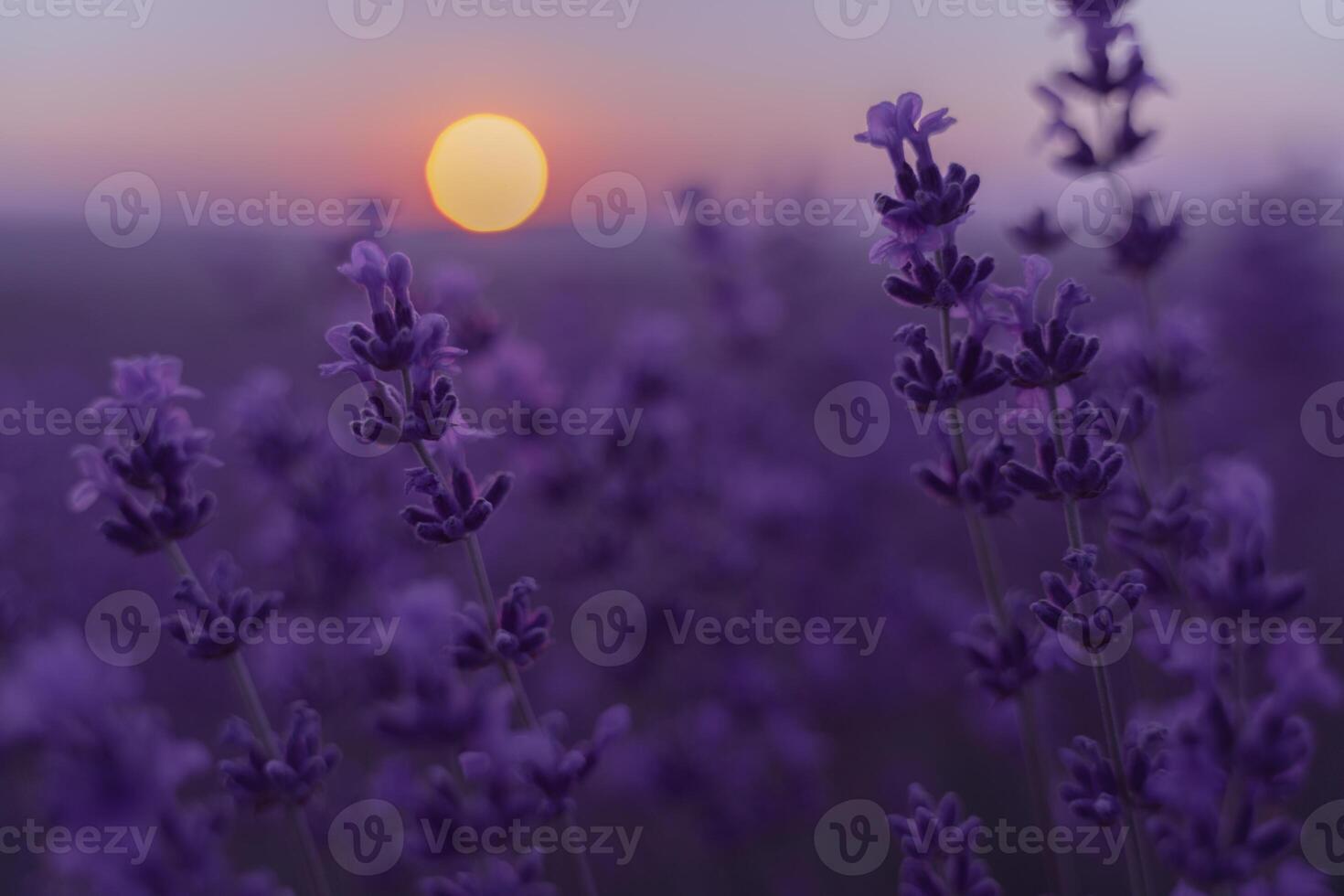 Lavender flower field. Violet lavender field sanset close up. Lavender flowers in pastel colors at blur background. Nature background with lavender in the field. photo