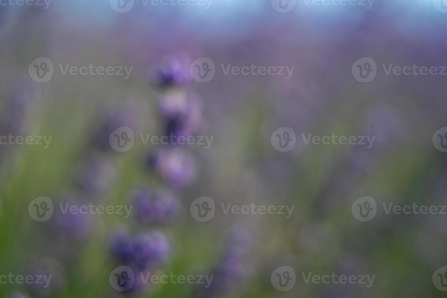 A blurry image of purple flowers with a mood of calmness and serenity photo