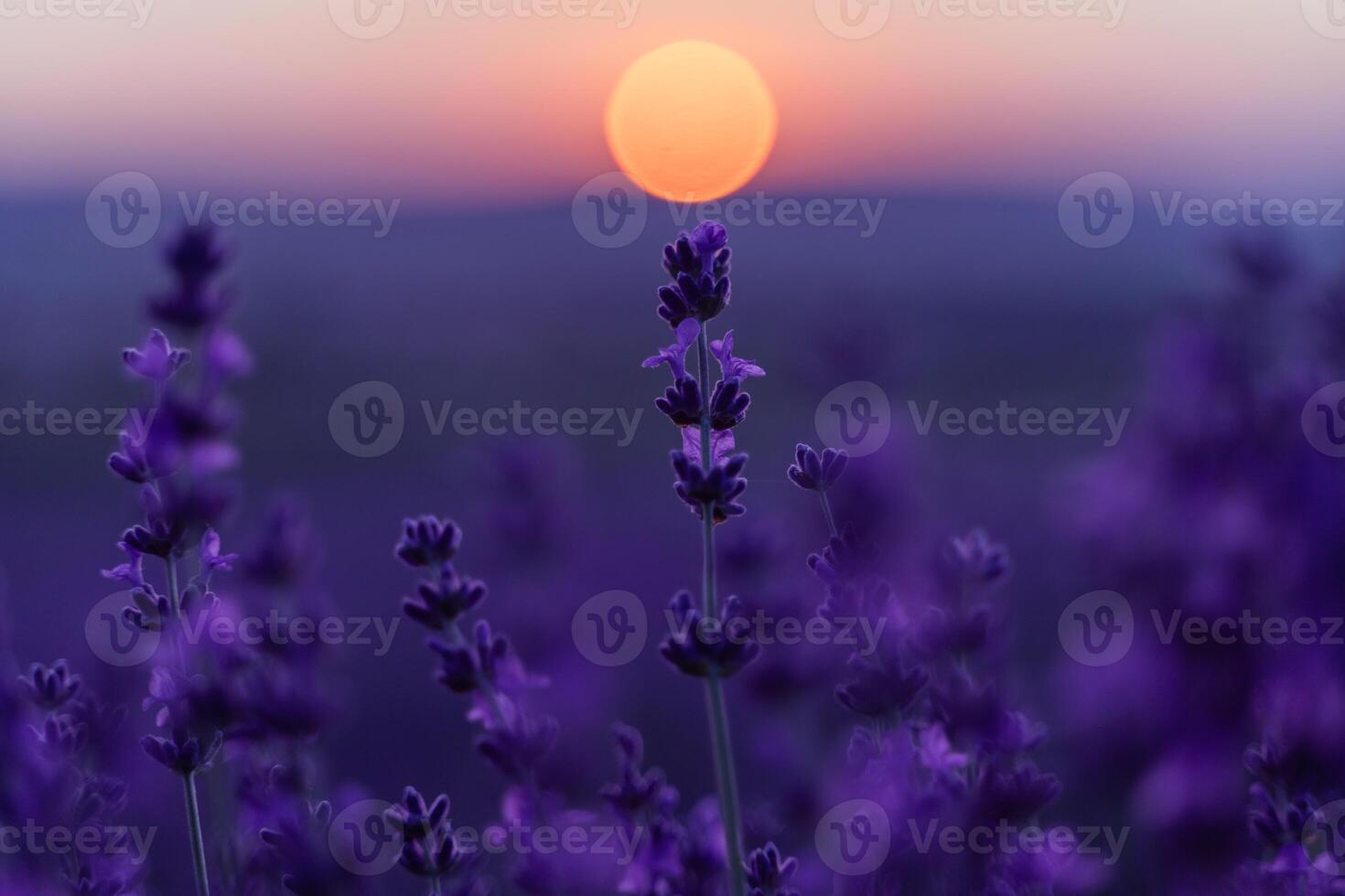 Lavender flower background. Violet lavender field sanset close up. Lavender flowers in pastel colors at blur background. Nature background with lavender in the field. photo