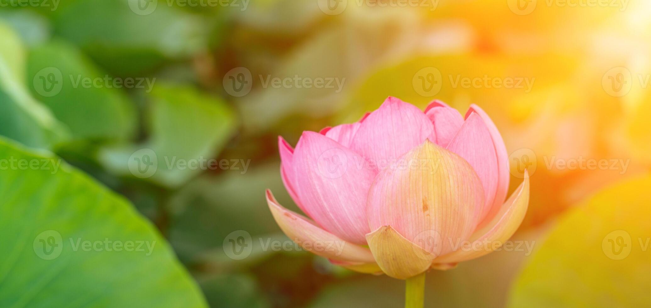 A pink lotus flower sways in the wind. Against the background of their green leaves. Lotus field on the lake in natural environment. photo