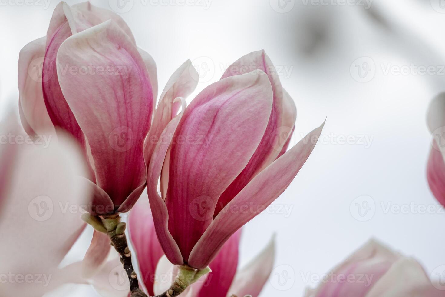 Magnolia Sulanjana flowers with petals in the spring season. beautiful pink magnolia flowers in spring, selective focusing. photo