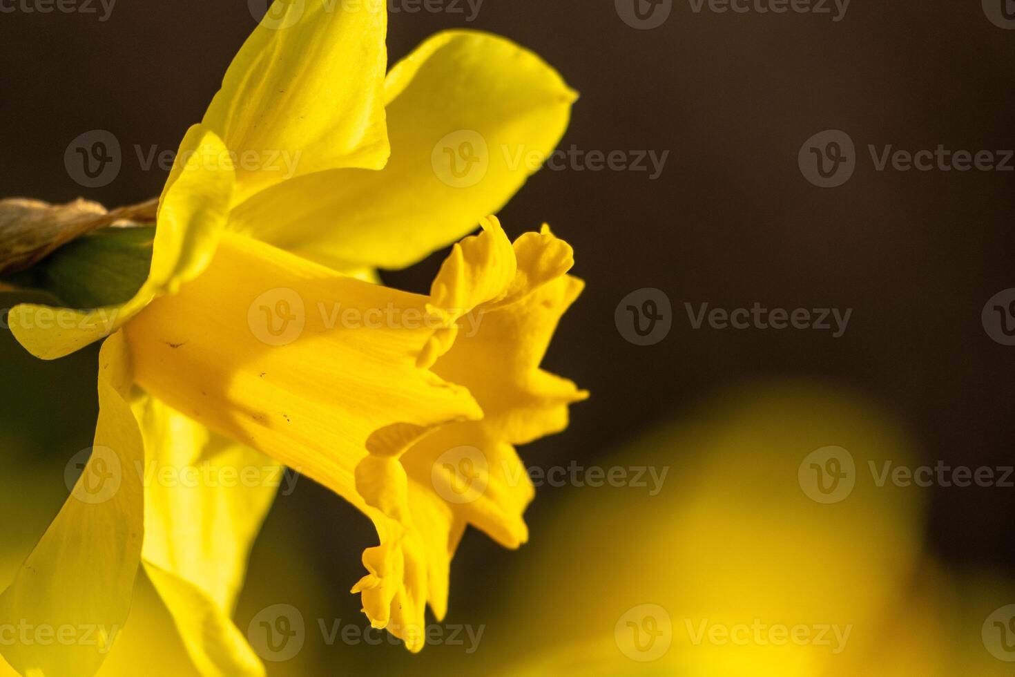 A bunch of yellow flowers with a blurry background. The flowers are in full bloom and are the main focus of the image. photo