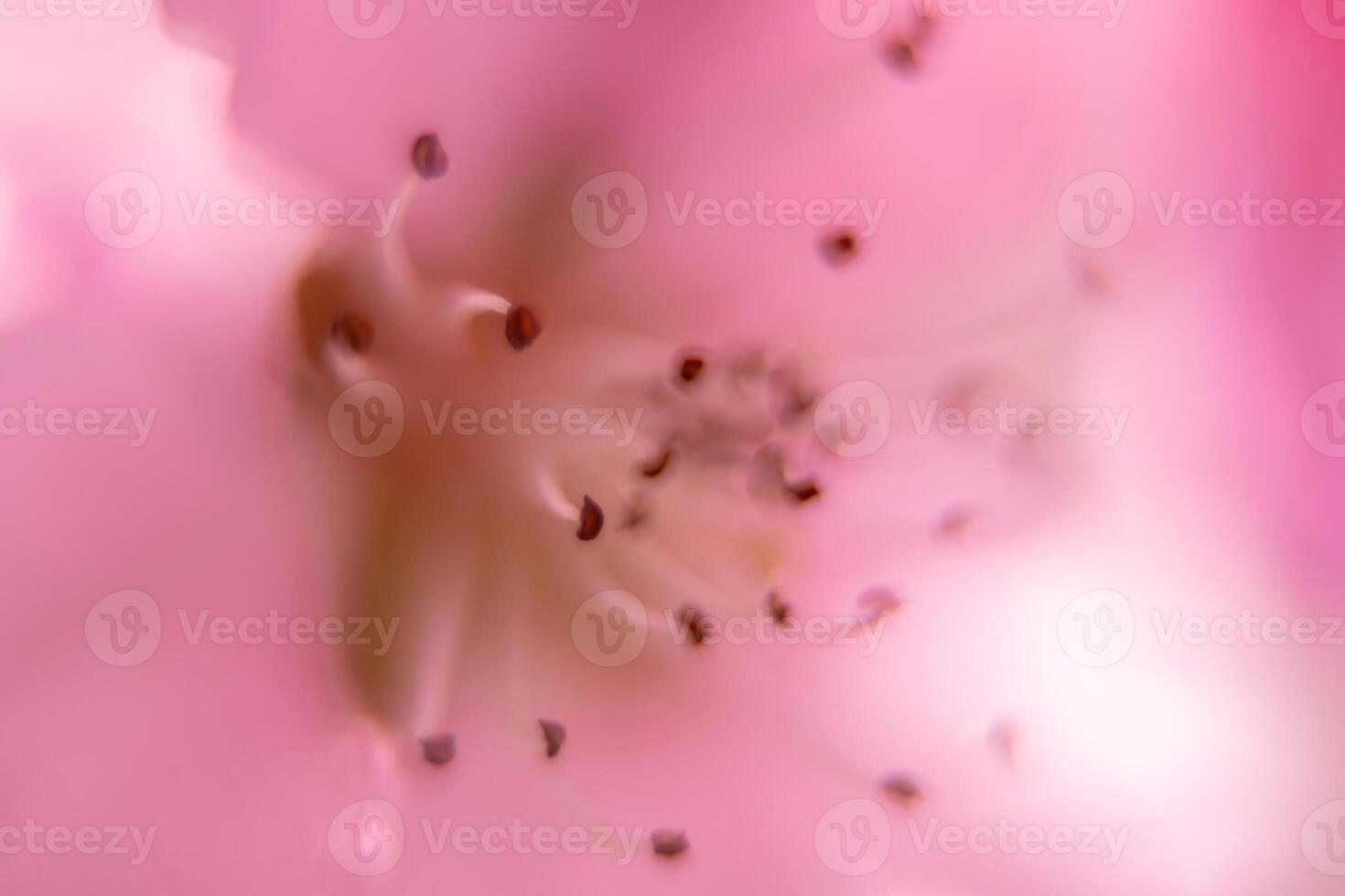 close up pink peach flower with a fuzzy, blurry background. The flower is the main focus of the image, and the background is intentionally blurred to draw attention to the flower. photo