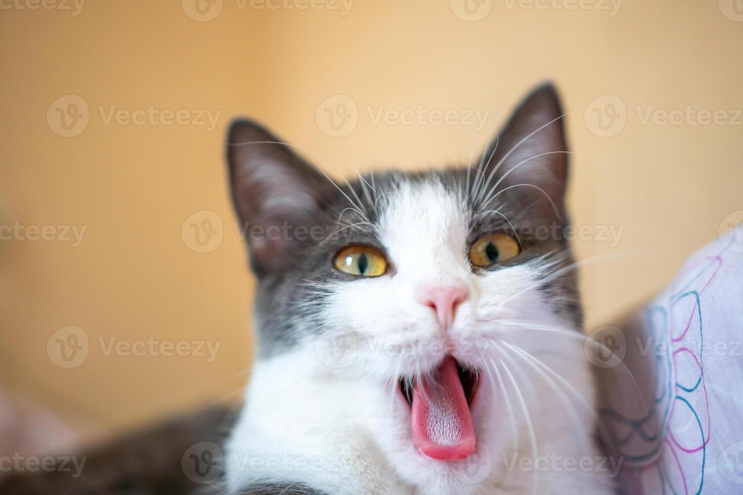 A cat is yawning and has its mouth open. The cat is on a bed and is looking at the camera. photo