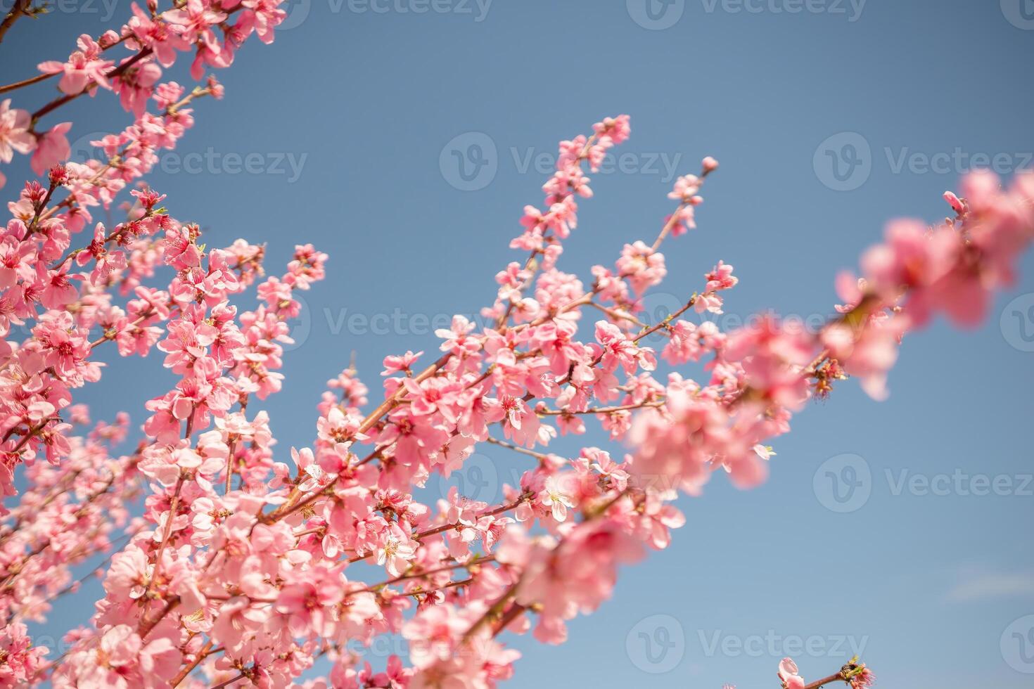 peach tree with pink flowers is in full bloom. The flowers are large and bright, and they are scattered throughout the tree. The tree is surrounded by a field, and the sky is clear and blue. photo