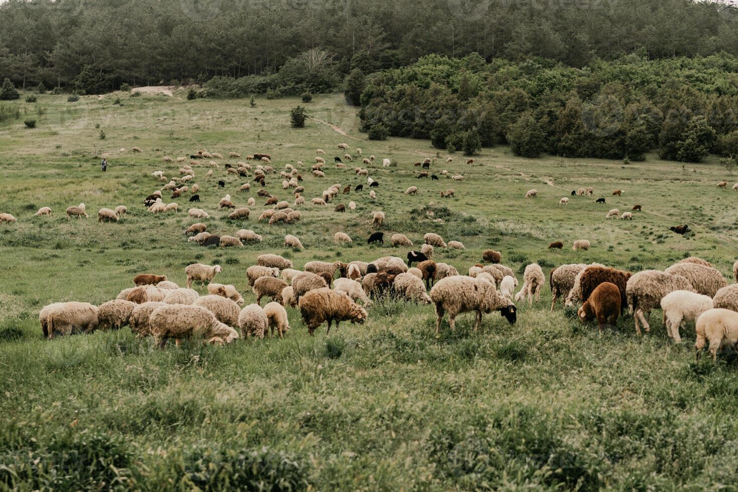 A herd of sheep grazing in a field photo