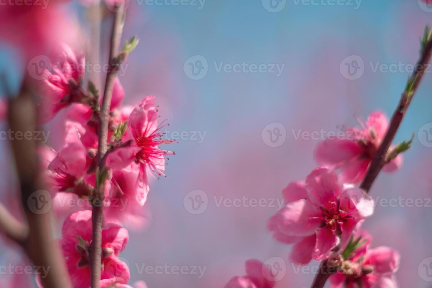 tree with pink peach flowers is in full bloom. The flowers are large and bright, and they are scattered throughout the tree. The tree is surrounded by a clear blue sky. photo
