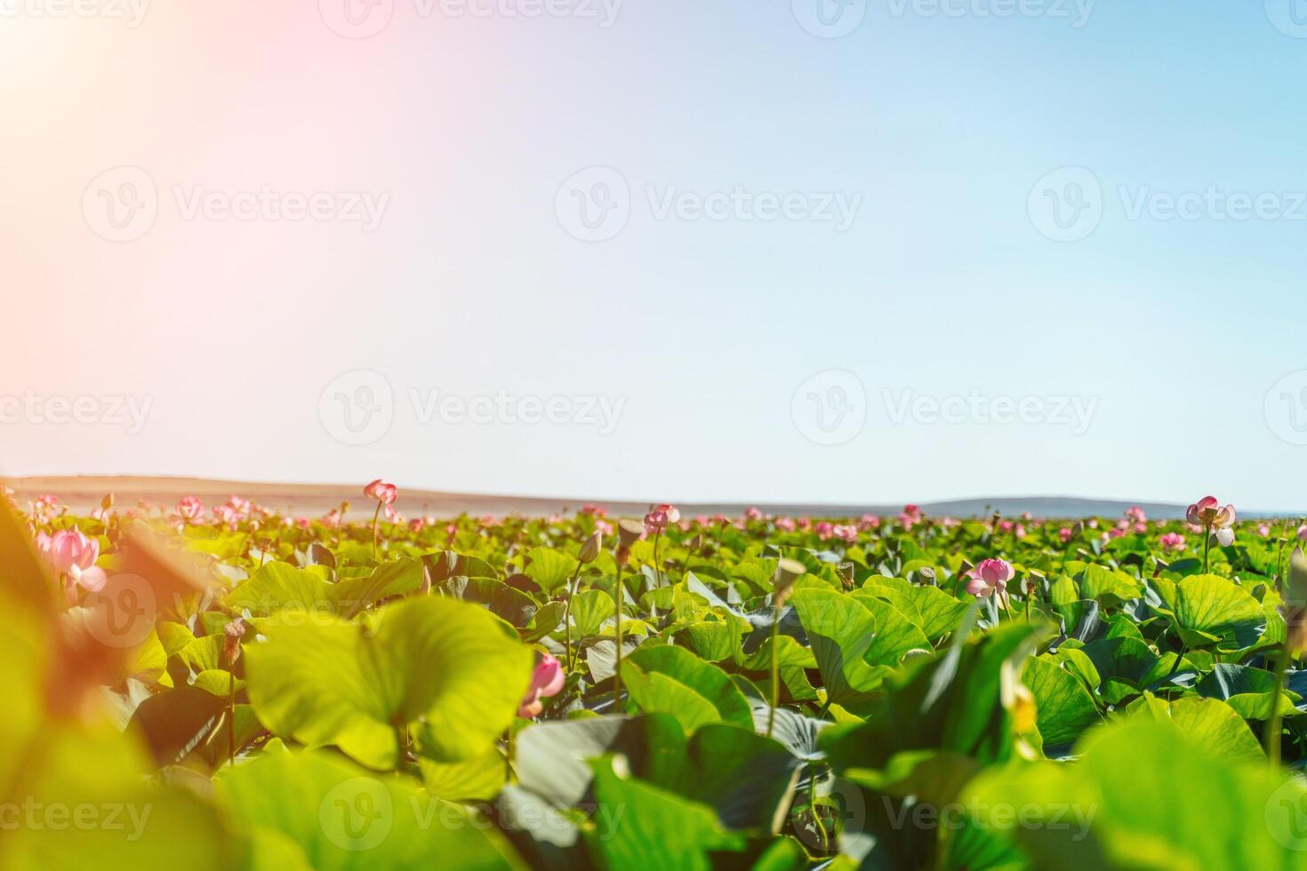 A pink lotus flower sways in the wind. Against the background of their green leaves. Lotus field on the lake in natural environment. photo